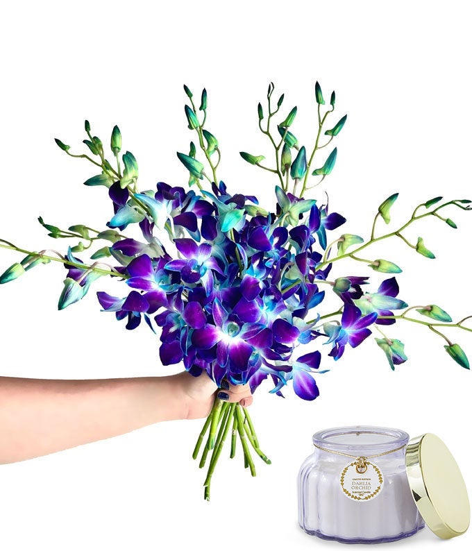 Bright Blue Dendrobium Orchids with Scented Candle