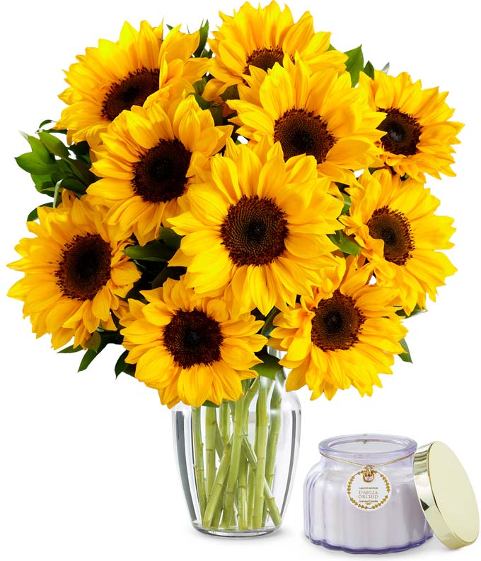 Premium Stunning Sunflowers with Scented Candle