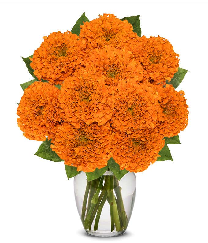 Magnificent Fall Marigolds