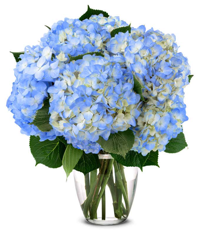 Blue Hydrangea Bouquet