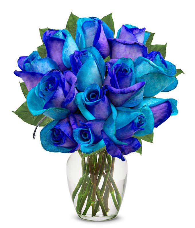 one dozen roses dyed half bright half dark blue in a clear glass vase