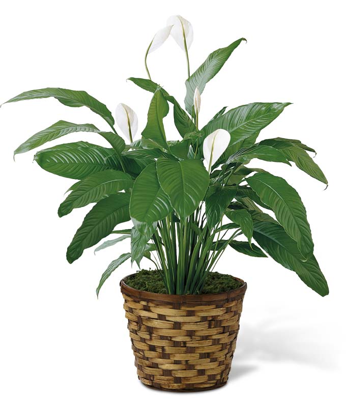 Peace Lily Plant