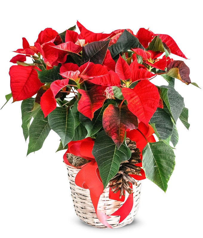 Pristine Poinsettia