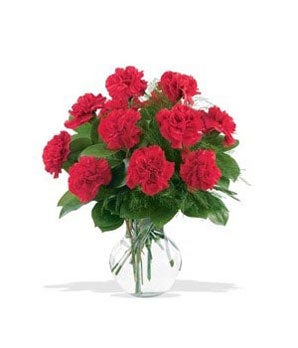 One Dozen Red Carnations