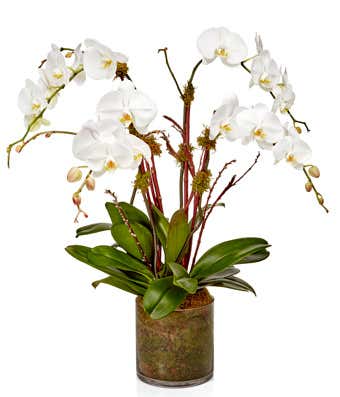 Orchid Brilliance