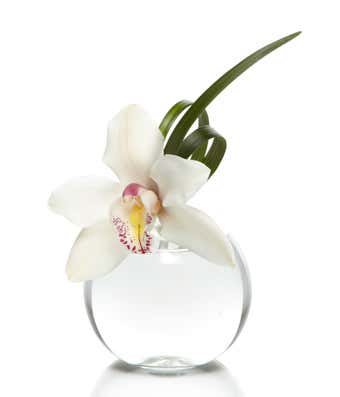 Cymbidium Bud Vase Bundle