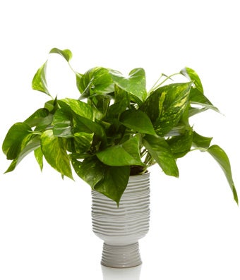 Potted Pothos