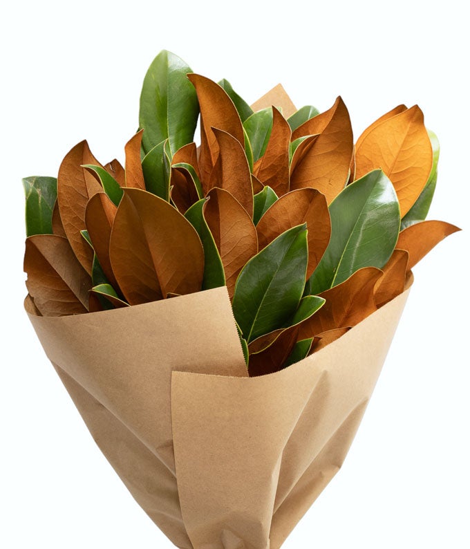 Magnolia Bundle
