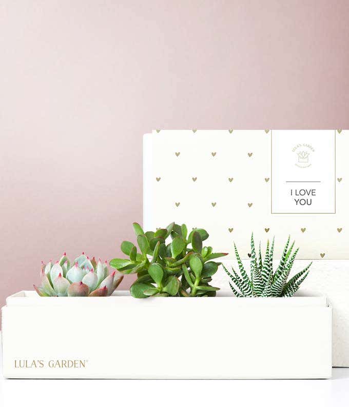 Lula's Garden ® I Love You Jewel Succulent Box