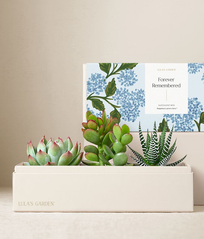 Cherished Memories Lula's Garden Jewel Succulent Gift