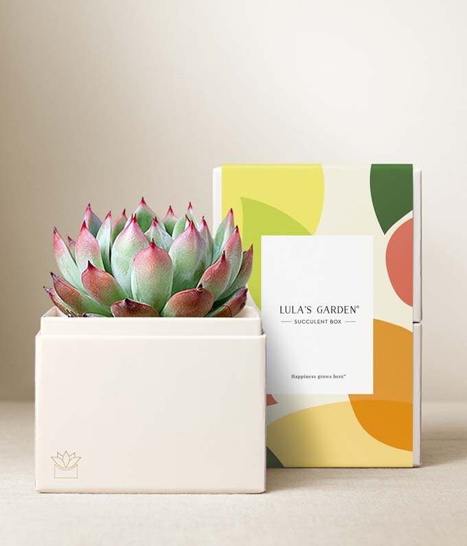 Lula's Garden Bliss Succulent Gift