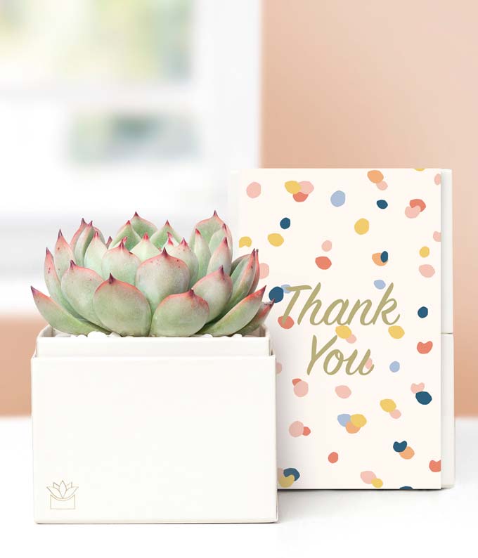 Lula's Garden  Thank You Bliss Succulent Gift