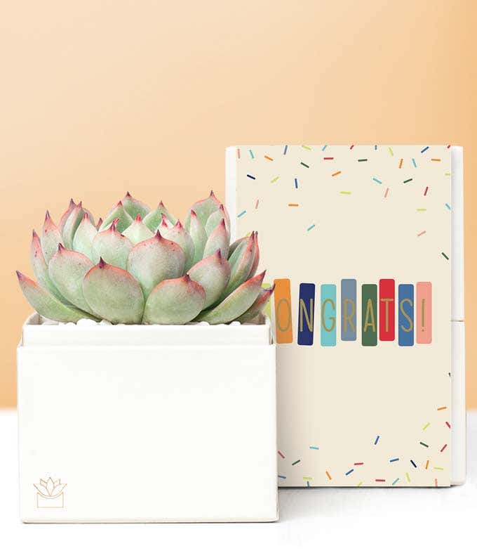Lula's Garden ® Congratulations Bliss Succulent Gift