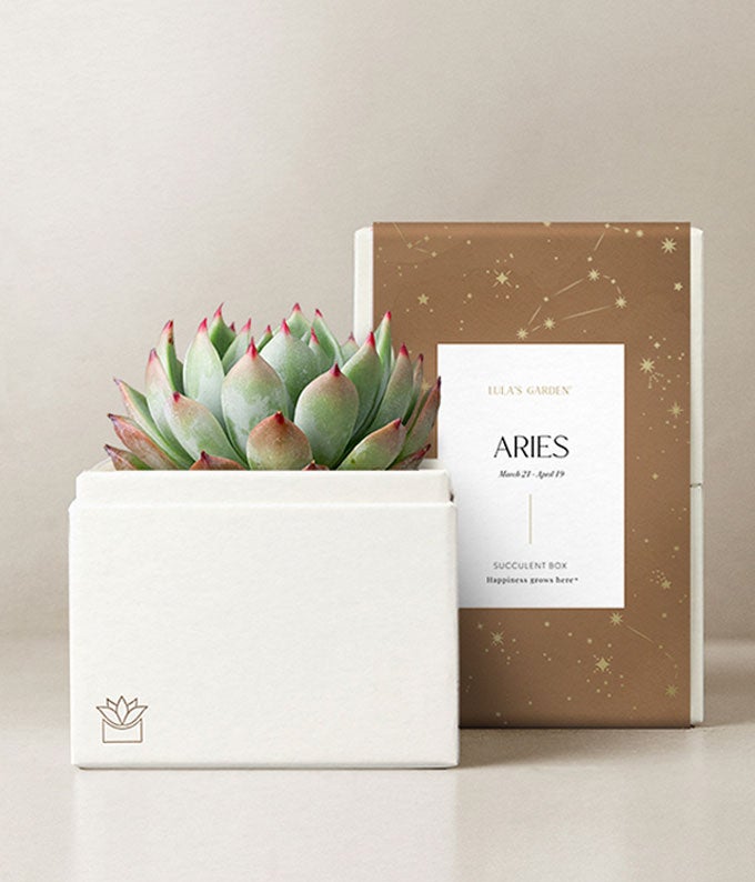 Lula's Garden Fire Collection Aries Succulent