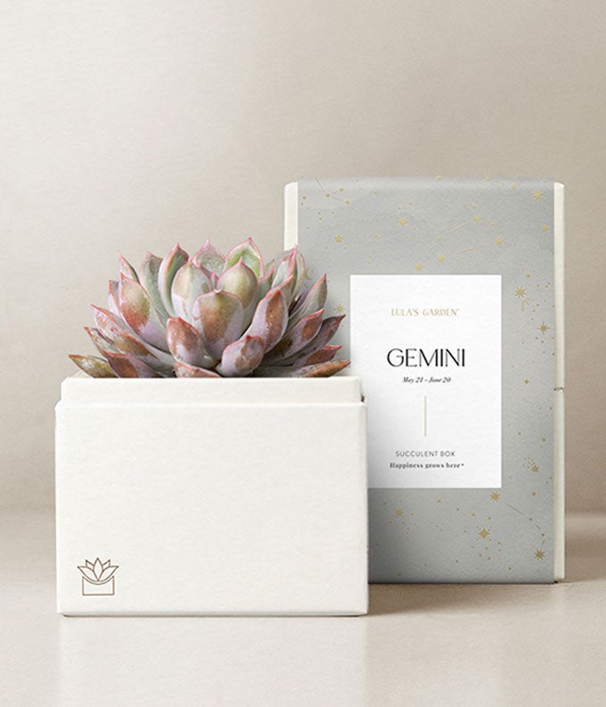 Lula's Garden  Air Collection Gemini Succulent