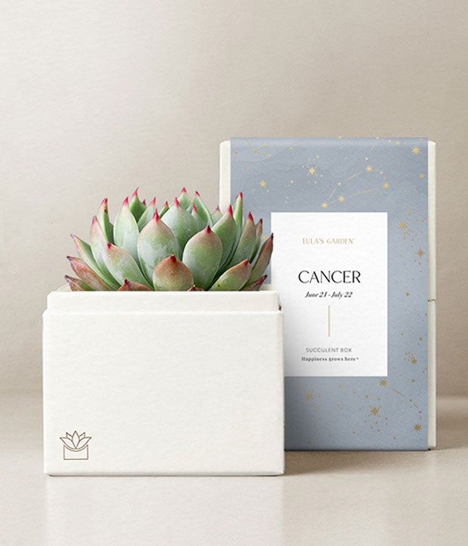Lula's Garden  Water Collection Cancer Succulent