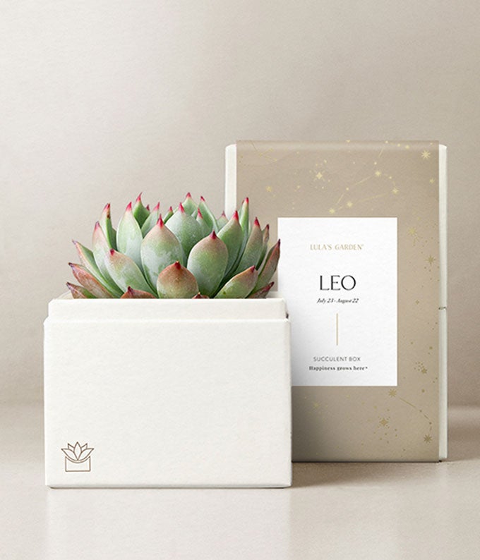 Lula's Garden Fire Collection Leo Succulent