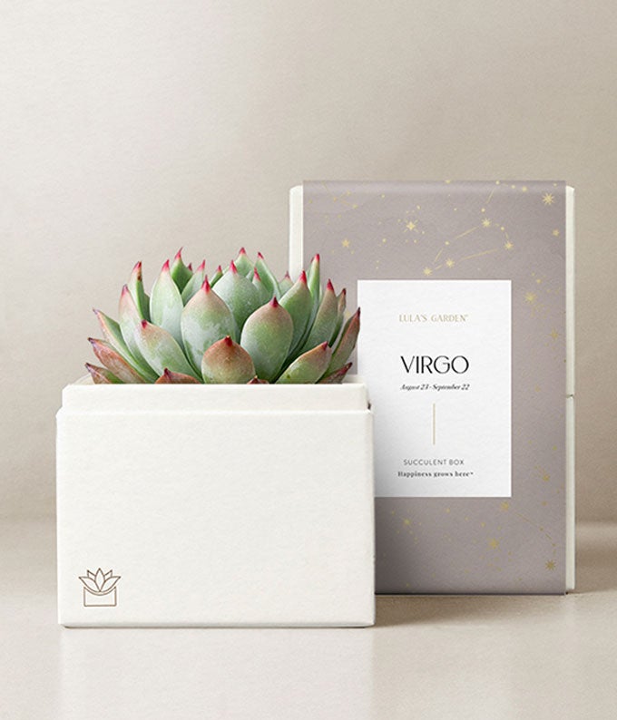 Lula's Garden  Earth Collection Virgo Succulent