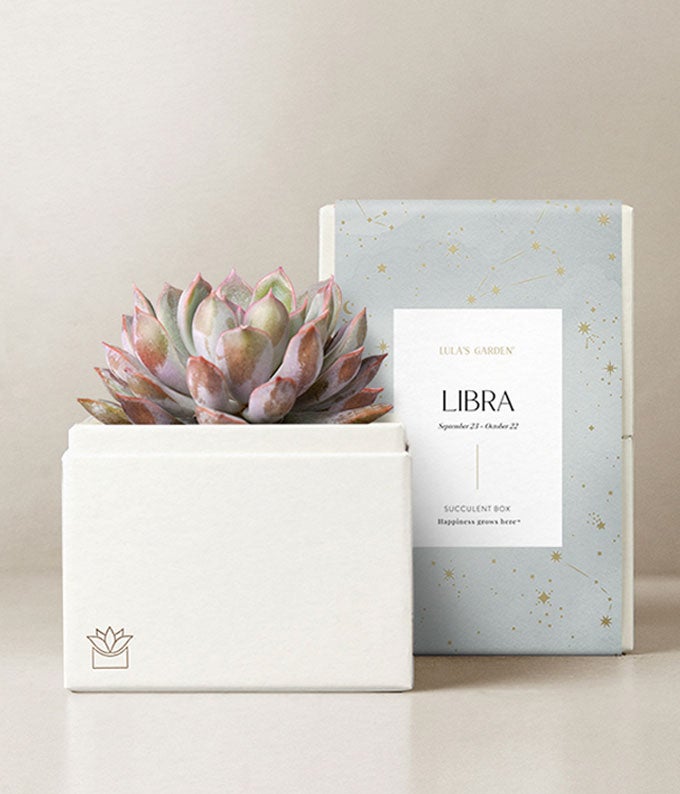 Lula's Garden  Air Collection Libra Succulent