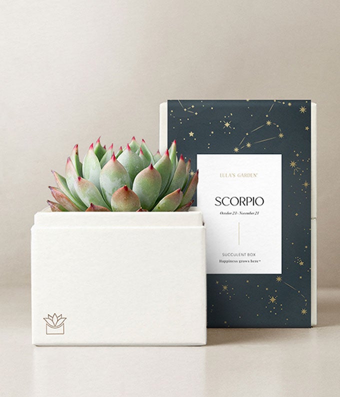 Lula's Garden  Water Collection Scorpio Succulent