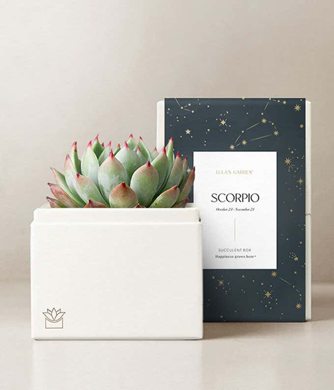 Lula's Garden ® Water Collection Scorpio Succulent 