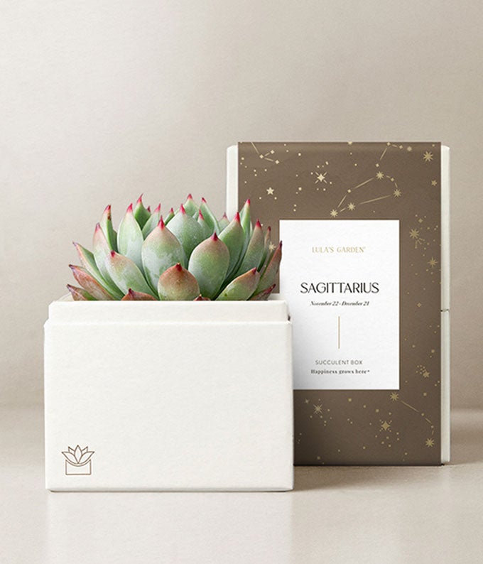 Lula's Garden Fire Collection Sagittarius Succulent