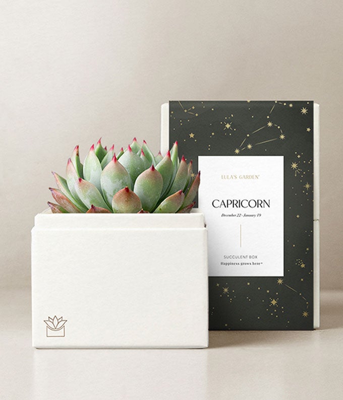 Lula's Garden  Earth Collection Capricorn Succulent