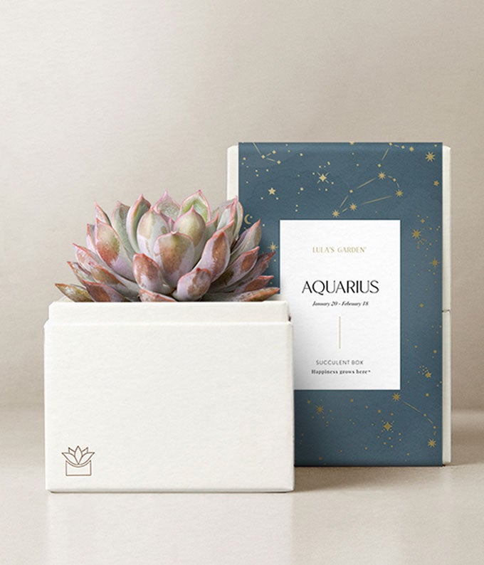 Lula's Garden  Air Collection Aquarius Succulent