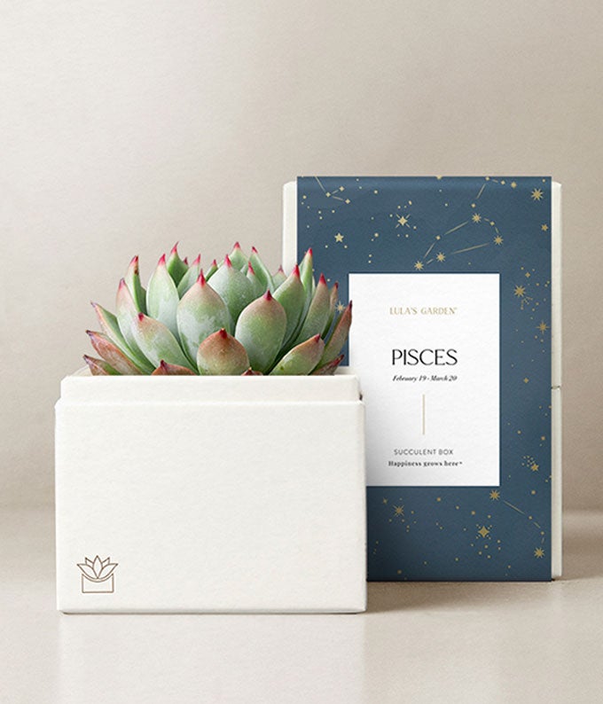 Lula's Garden  Water Collection Pisces Succulent