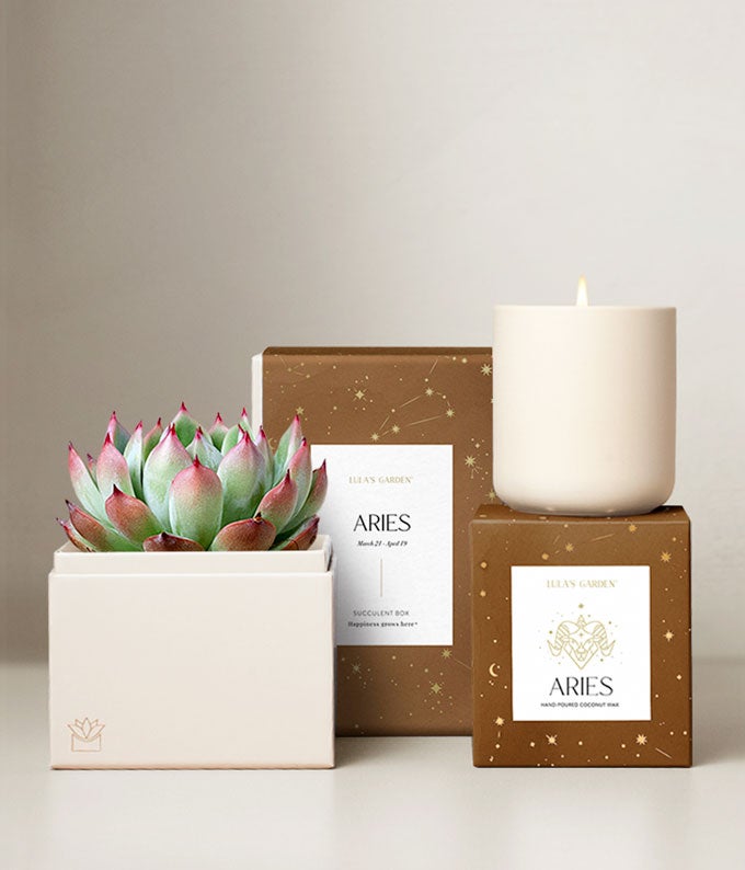 Lula's Garden  Fire Collection Aries Succulent Set