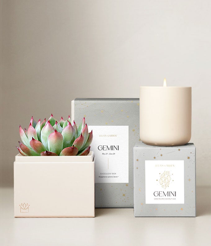 Lula's Garden  Air Collection Gemini Succulent Set