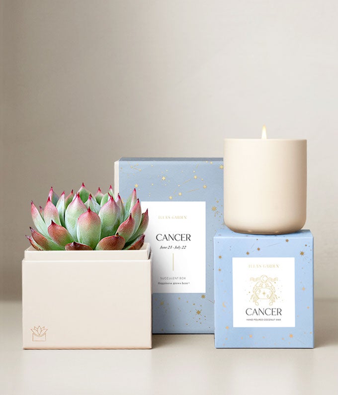 Lula's Garden Water Collection Cancer Succulent Set