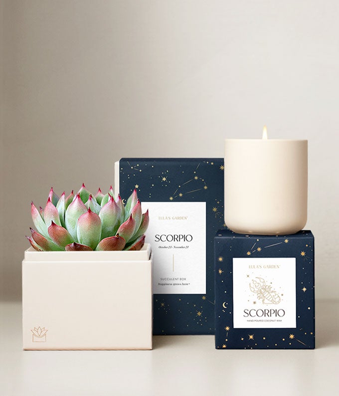 Lula's Garden  Water Collection Scorpio Succulent Set