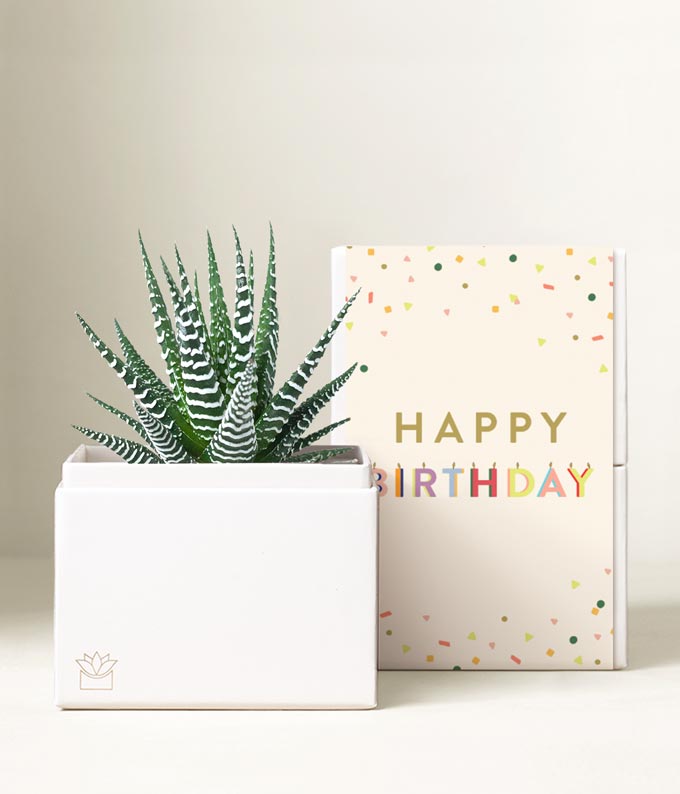 Lula's Garden  Birthday Zebra Succulent Gift