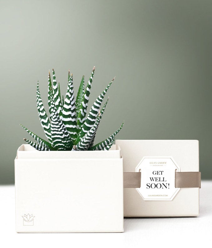 Lula's Garden  Get Well Zebra Succulent Gift