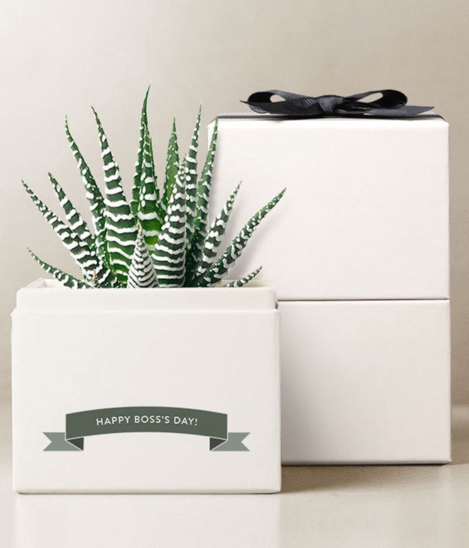 Lula's Garden  Boss's Day Petite Zebra