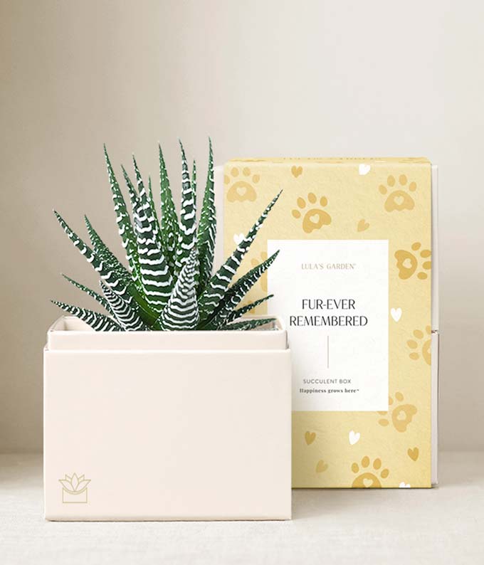 Lula's Garden  Furever Remembered Zebra Garden