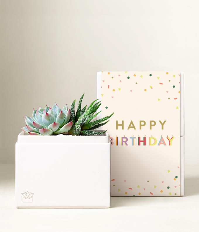 Lula's Garden  Birthday Glow Succulent Gift