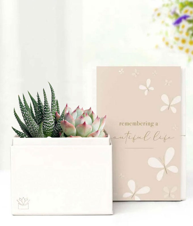 Cherished Memories Lula's Garden  Glow Succulent Gift