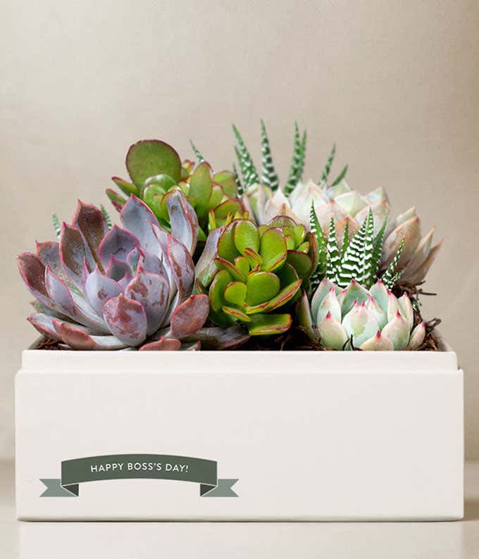 Lula's Garden ® Boss's Day Urban