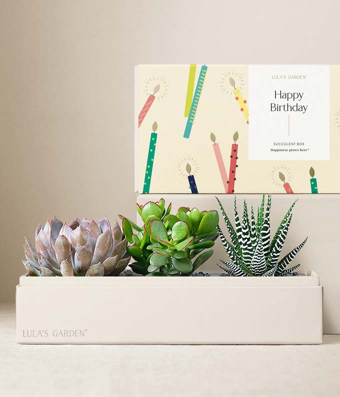 Lula's Garden  Birthday Verdant Succulent Gift