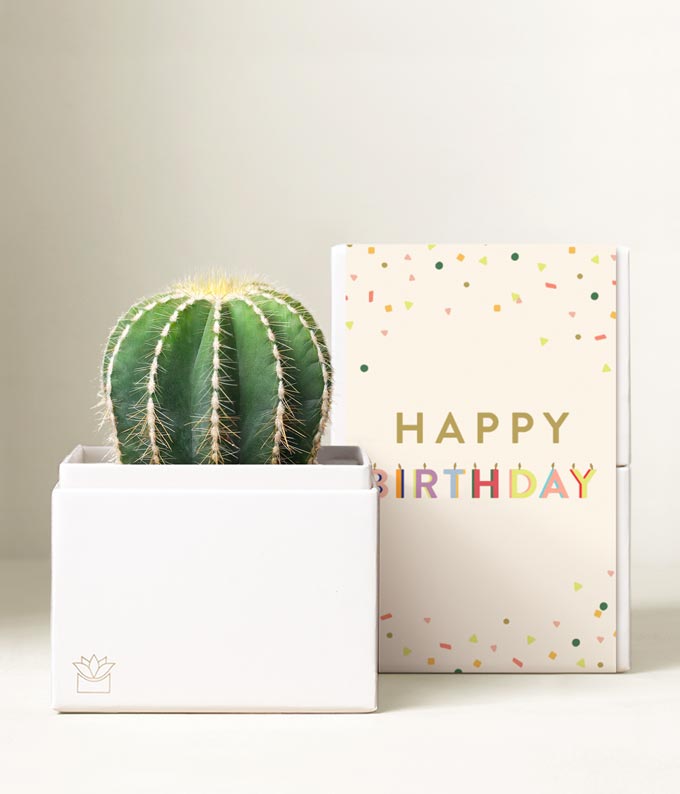 Lula's Garden  Birthday Cactus Succulent Box