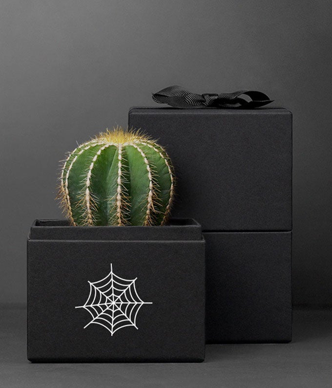 Lula's Garden  Halloween Cacti Noir