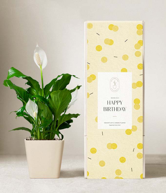 Lula's Garden  Birthday Peace Lily Plant