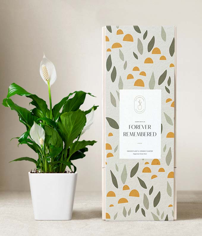 Lula's Garden  Sympathy Peace Lily Plant