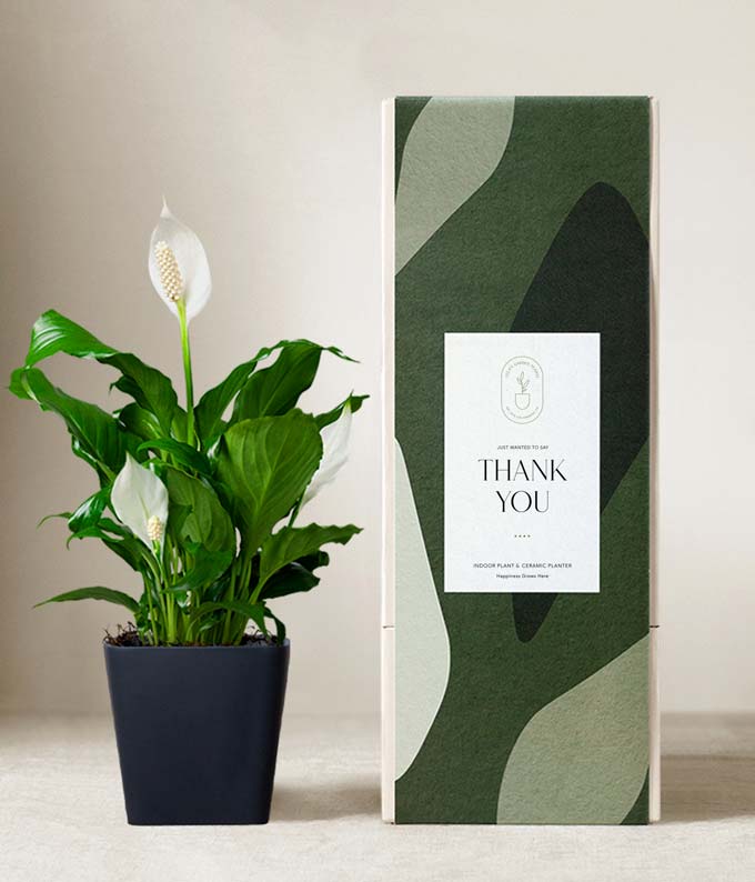 Lula's Garden  Thank You Peace Lily