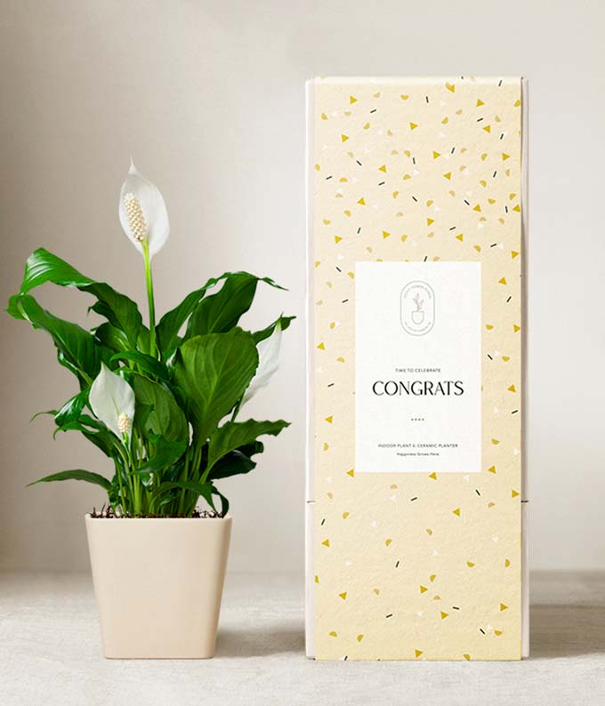 Lula's Garden  Congrats Peace Lily
