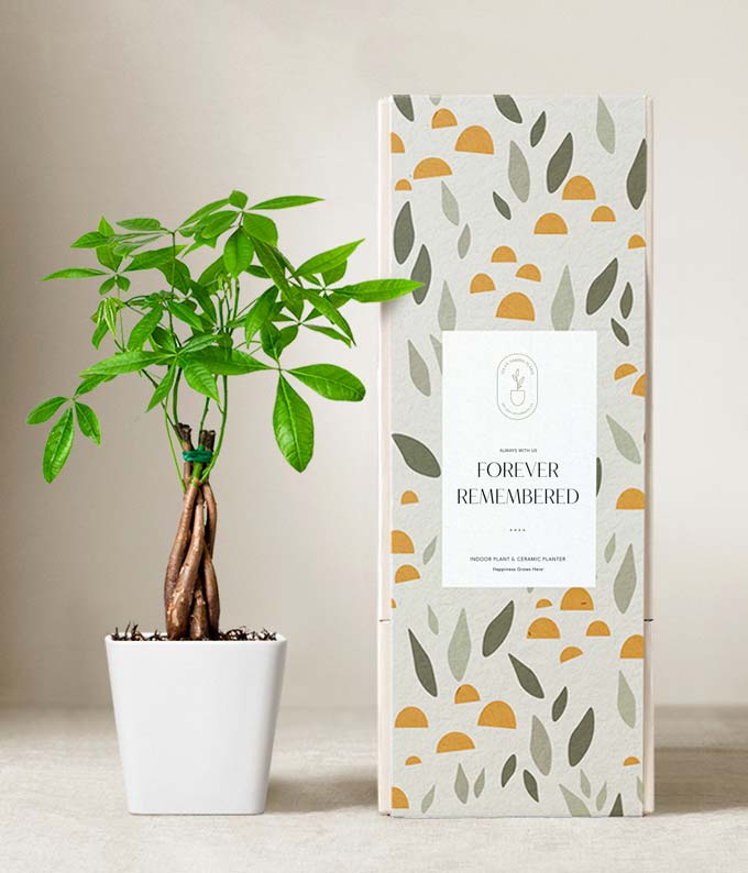 Lula's Garden  Sympathy Money Tree Plant