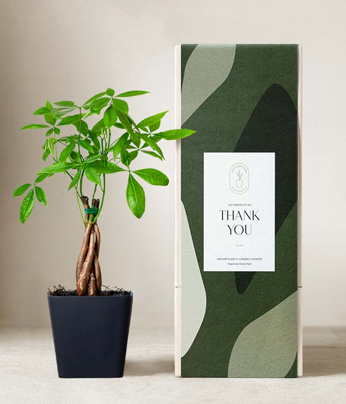 Lula's Garden  Thank You Money Tree