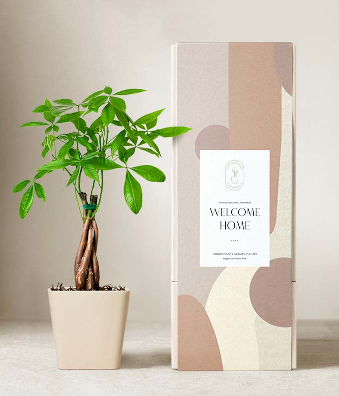 Lula's Garden  Welcome Home Money Tree